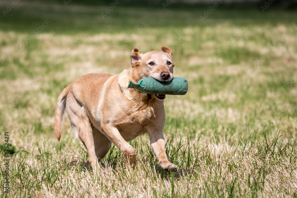 Labrador Retriever with a Training Dummy