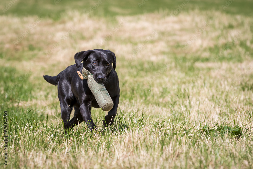 Labrador Retriever with a Training Dummy