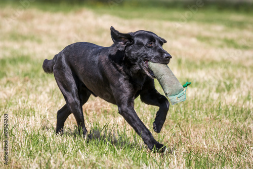 Labrador Retriever with a Training Dummy