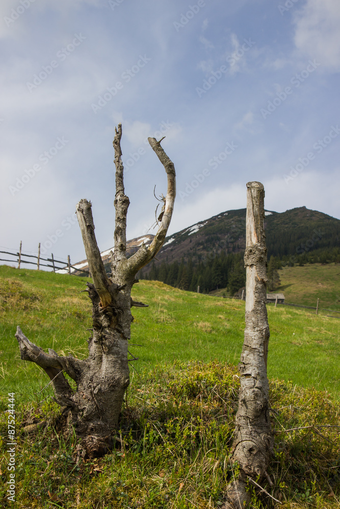 Wild nature. Dead trees in the Carpathians mountains. Ukraine.