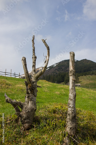 Wild nature. Dead trees in the Carpathians mountains. Ukraine.