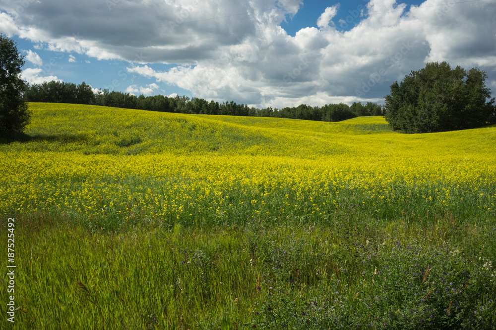 Field of blooming canola