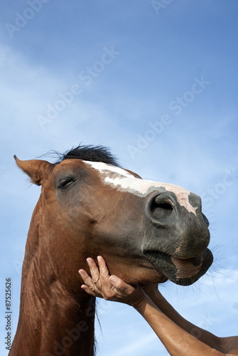 Close up of woman hands stroking a horse © gojalia
