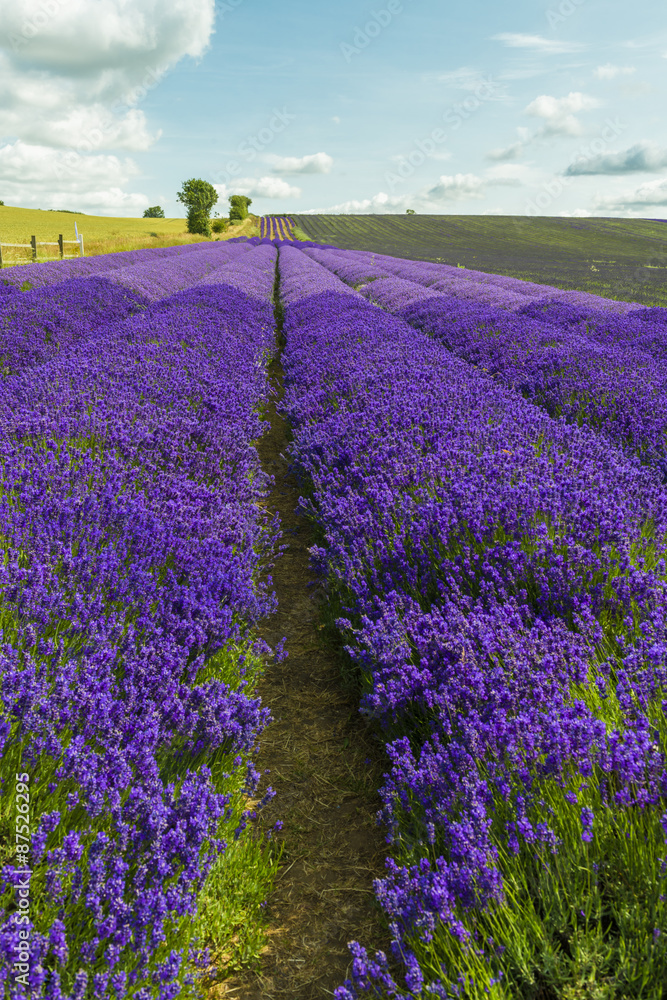 Fototapeta premium Lavender field in the summer