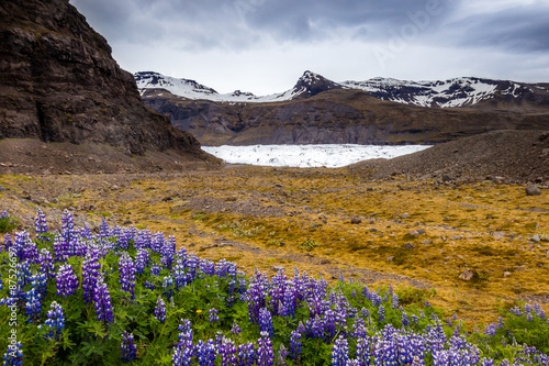 Gletscher mit Hyazinthen in Island