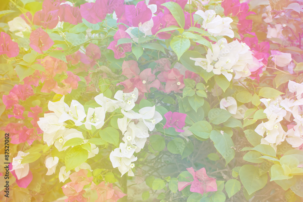 White and pink Bougainvillea or Paper flower soft style