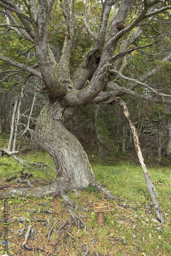 Hêtre de Magellan, Nothofagus betuloides,Terre de Feu, Patagonie, Argentine photo