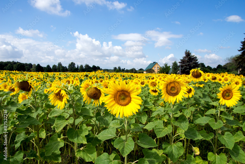Fototapeta premium sunflowers / Field of sunflowers and blue sky with clouds