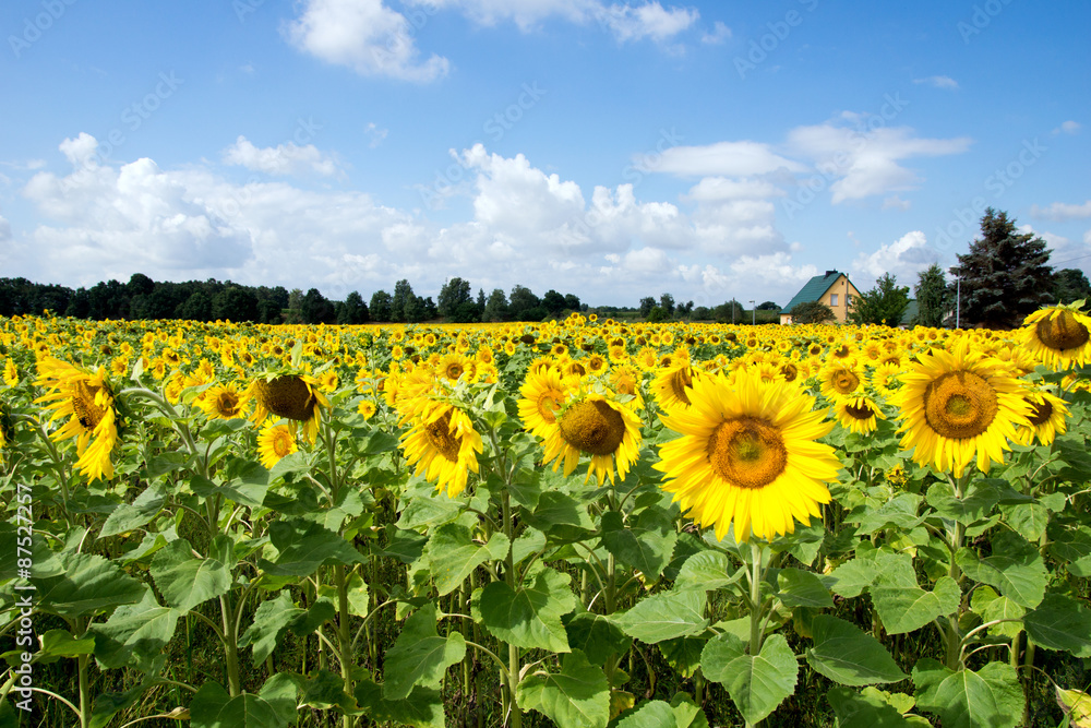 sunflowers / Field of sunflowers and blue sky with clouds sunflowers / Field of sunflowers and blue sky with clouds