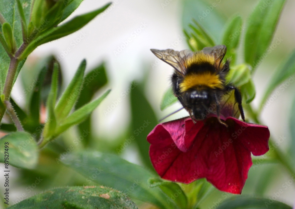 Fototapeta premium Trzmiel