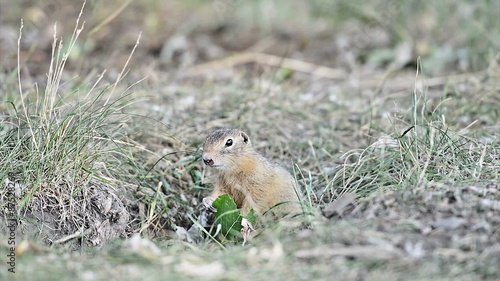 Gopher eating leaf (ground squirrel) photo