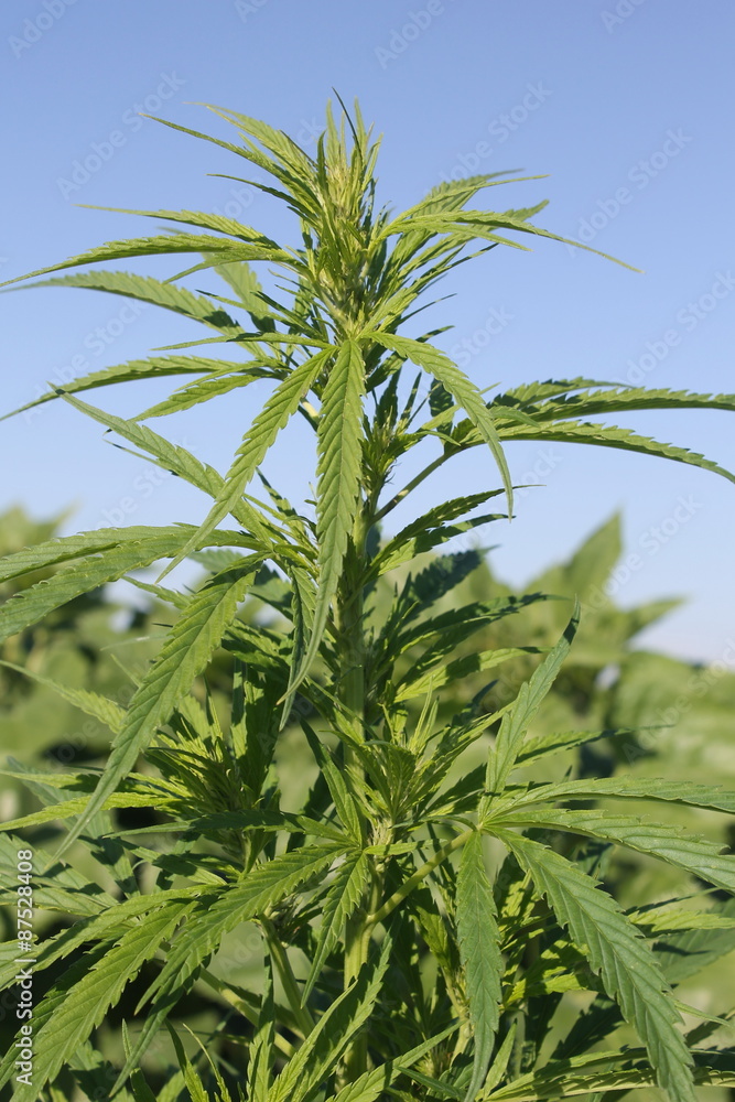 Obraz premium Cannabis