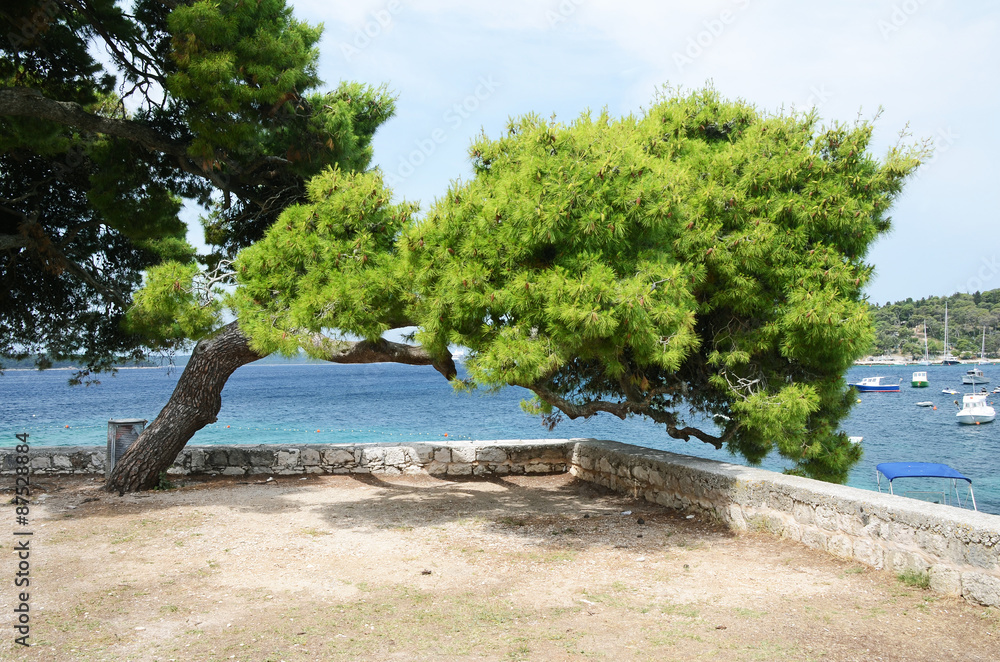 Pine tree on the coast of Adriatic sea, Croatia