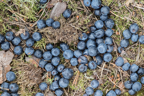 Blueberries dropped at fore...