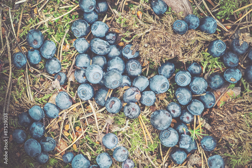 Blueberries dropped at fore...