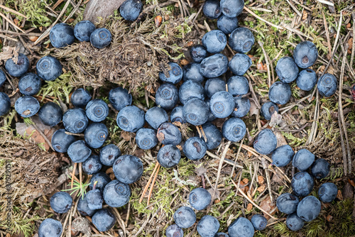 Blueberries dropped at fore...