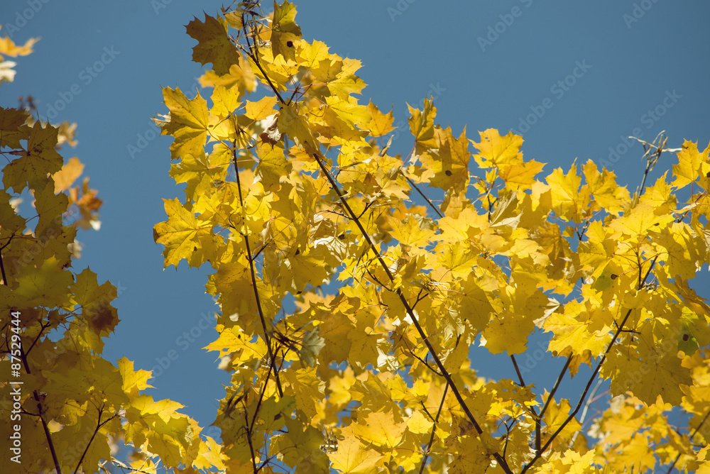 autumn maple autumn maple