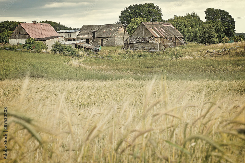 Wheat field and the old farm in rustic style Wheat field and the old farm in rustic style
