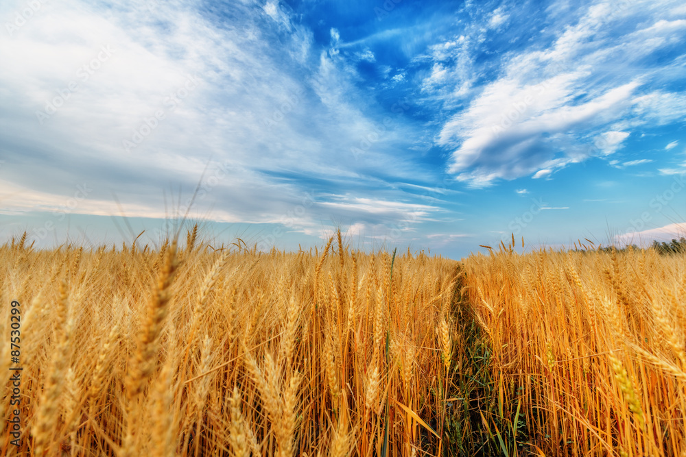 Wheat ears and clear sky