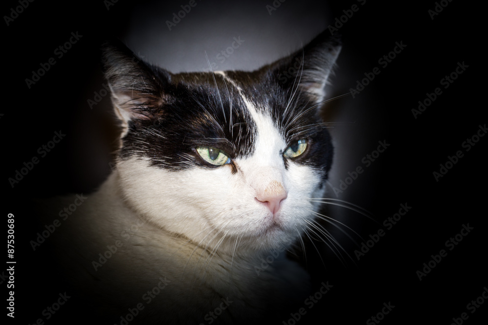 Cat portrait Cat portrait