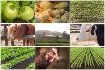 Farm Animal Collage