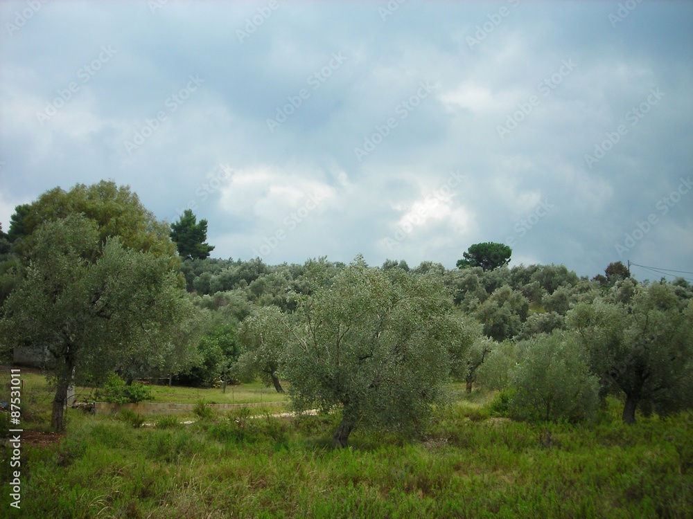Olive groves on the Pelion peninsula in Greece, on a cloudy day in early autumn, just before the storm. Olive groves on the Pelion peninsula in Greece, on a cloudy day in early autumn, just before the storm.