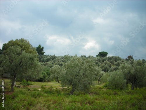 Olive groves on the Pelion peninsula in Greece  on a cloudy day in early autumn  just before the storm.