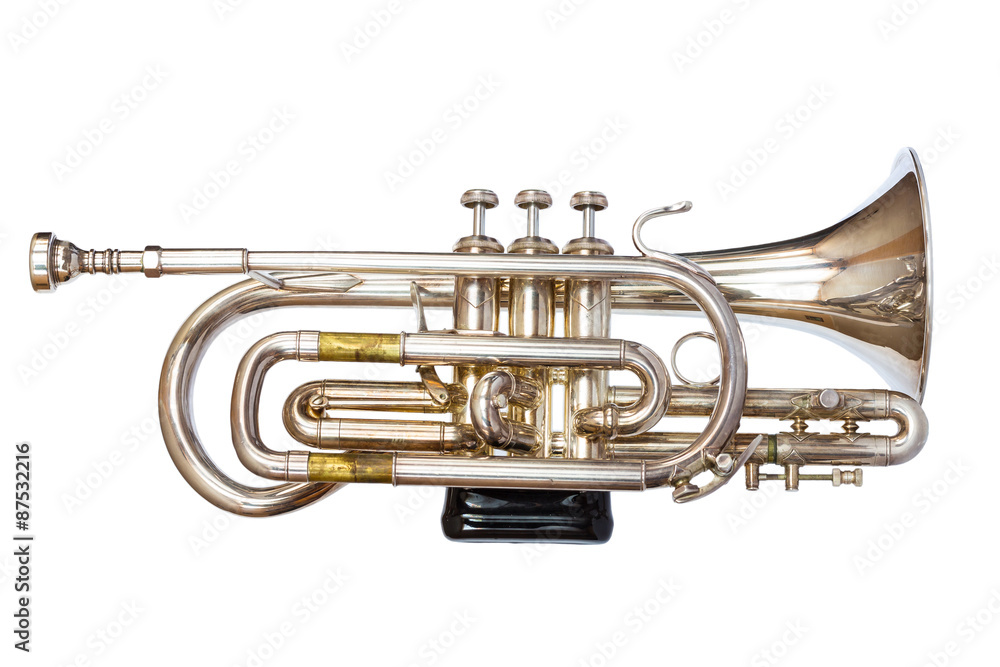 Obraz premium Gray Trumpet Isolated on White