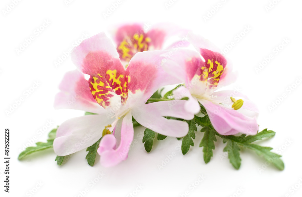 Fototapeta premium Three flowers
