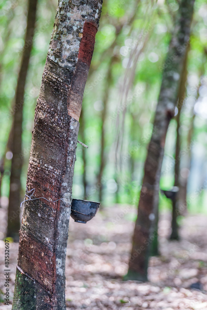 Tapping sap from the rubber tree Tapping sap from the rubber tree
