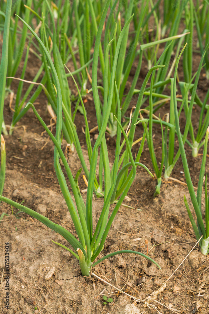 Green onions growing in the beds in the garden Green onions growing in the beds in the garden