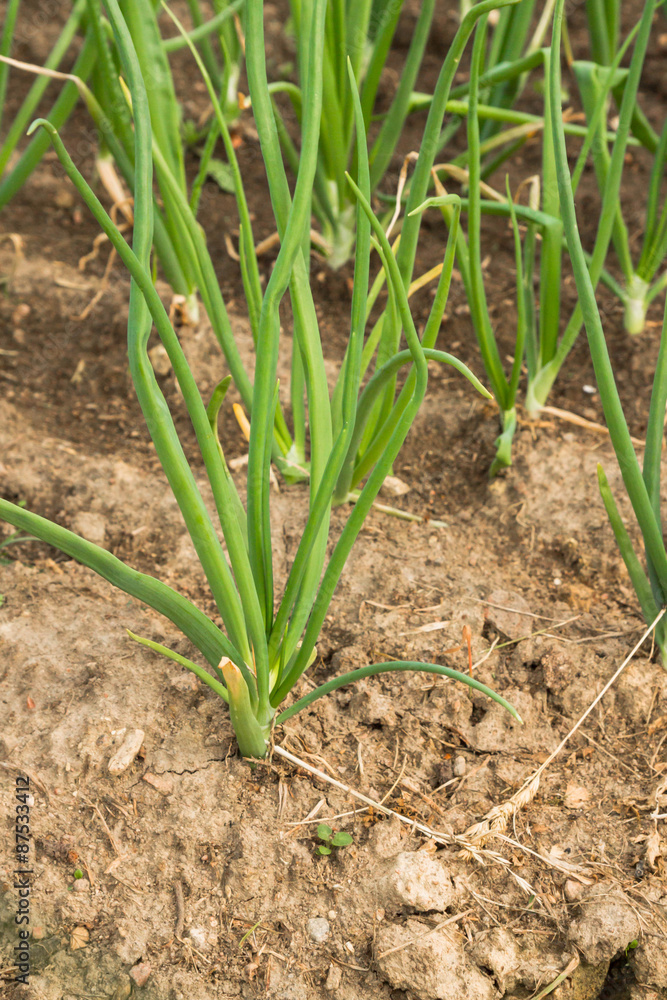 Green onions growing in the beds in the garden Green onions growing in the beds in the garden