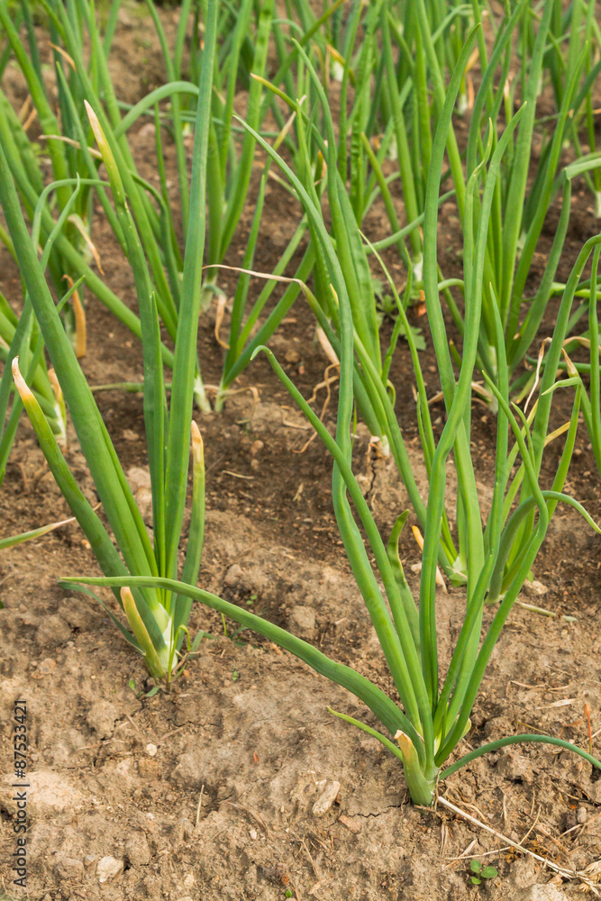 Green onions growing in the beds in the garden Green onions growing in the beds in the garden