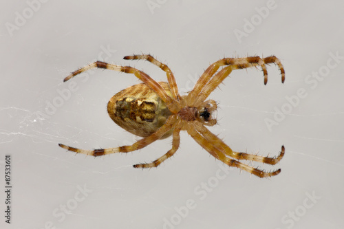 Ventral view of living spider in its web
