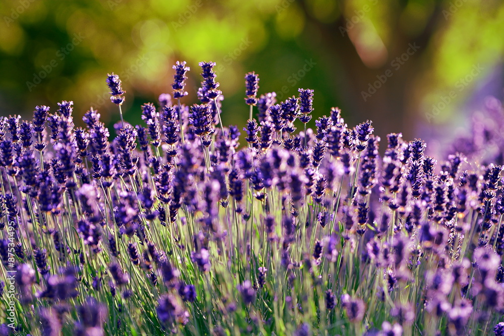 Fototapeta premium Lavender