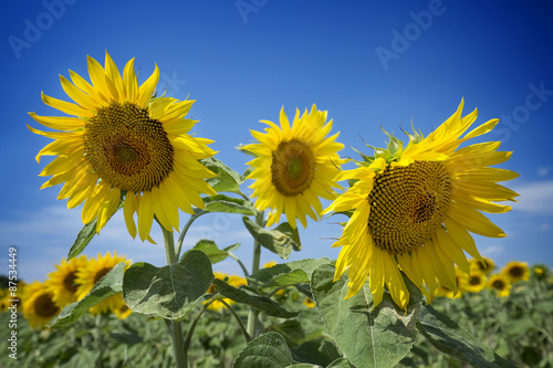 Beautiful three sunflowers