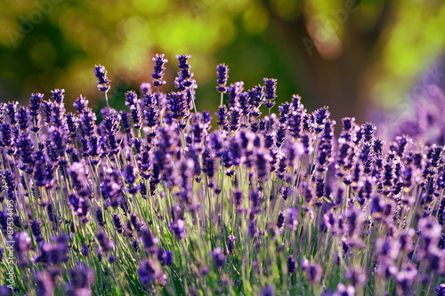 Fototapeta Naklejka Na Ścianę i Meble -  Lavender