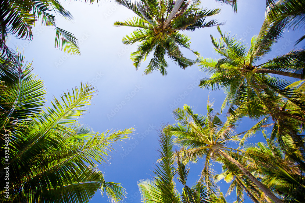Top of palm trees