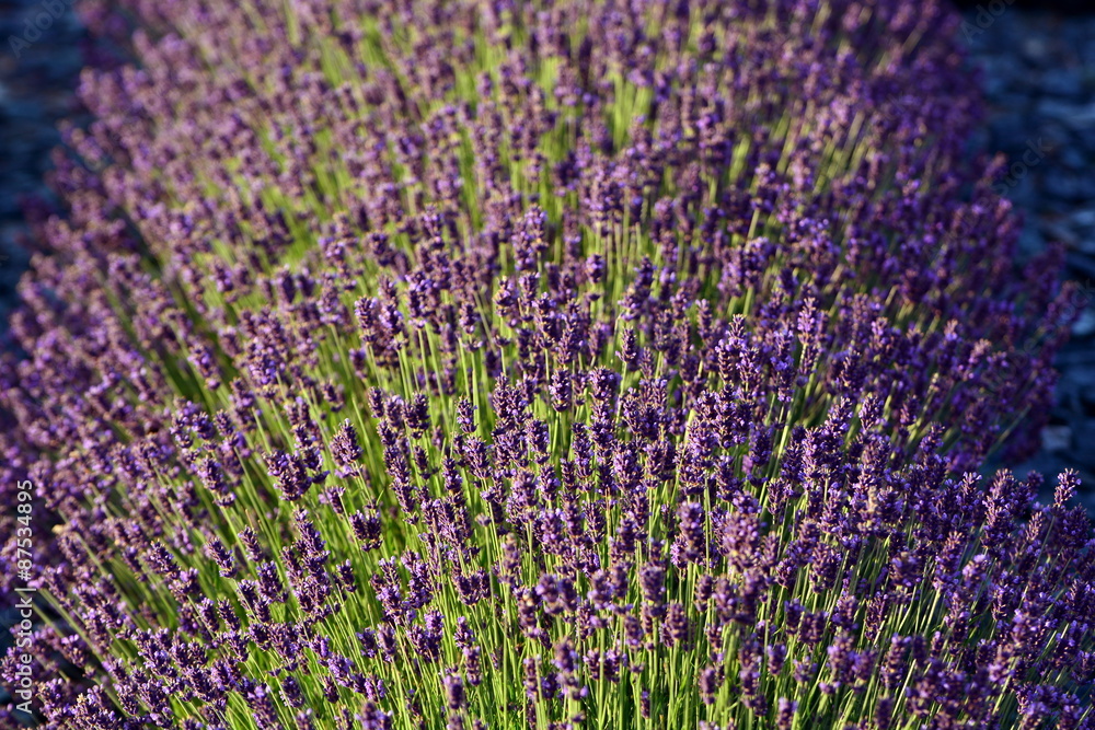 Naklejka premium Lavender