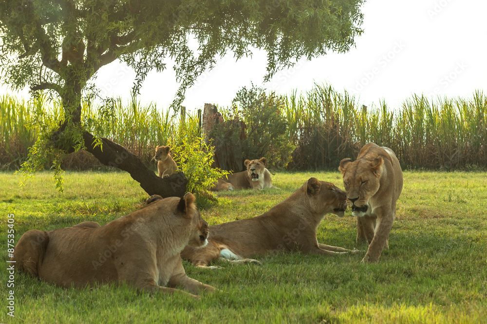 Naklejka premium Lion, South Africa. 