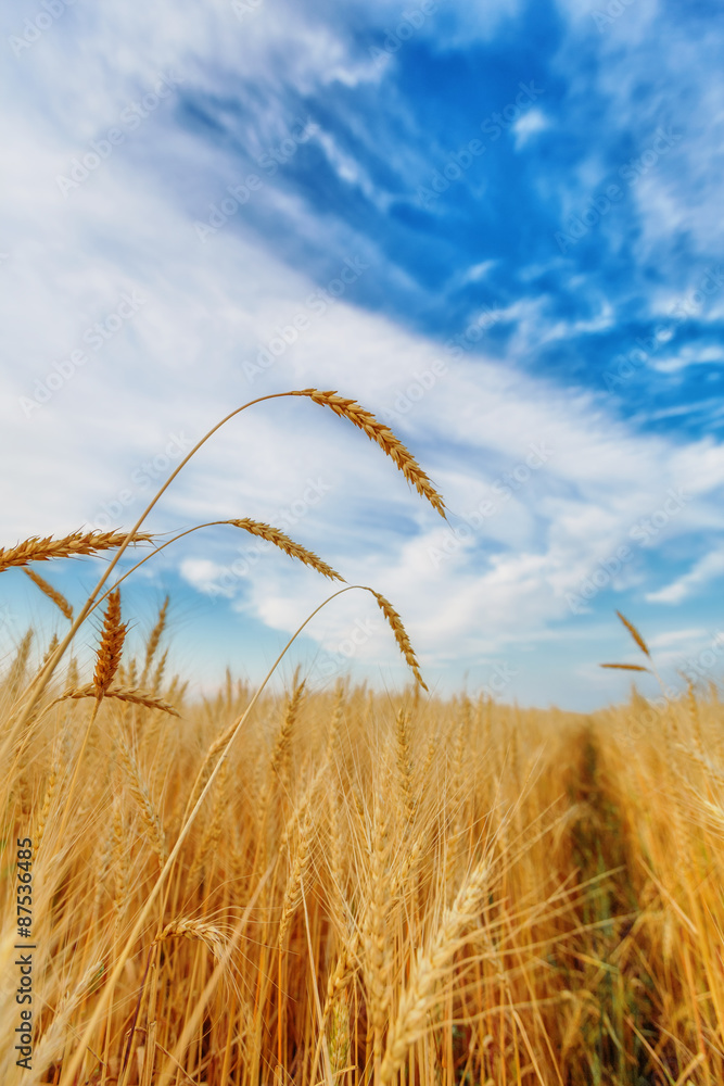 Fototapeta premium Wheat ears and cloudy sky