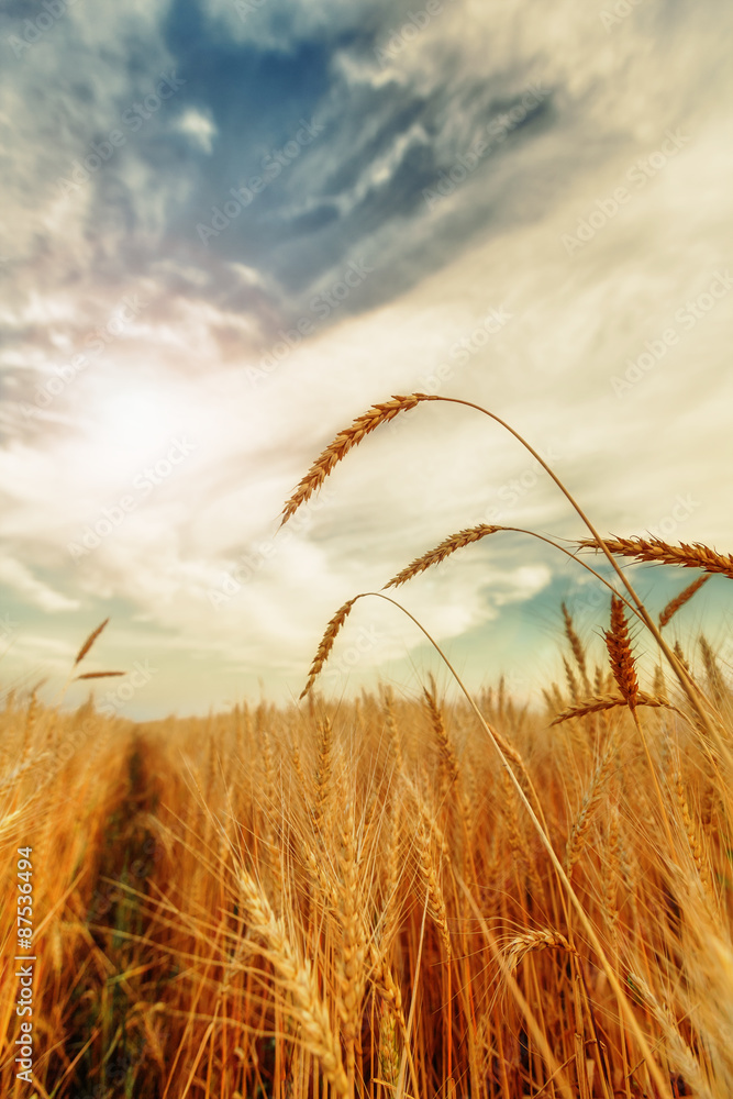 Obraz premium Wheat ears and cloudy sky