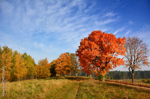 Sunny Autumn country scene