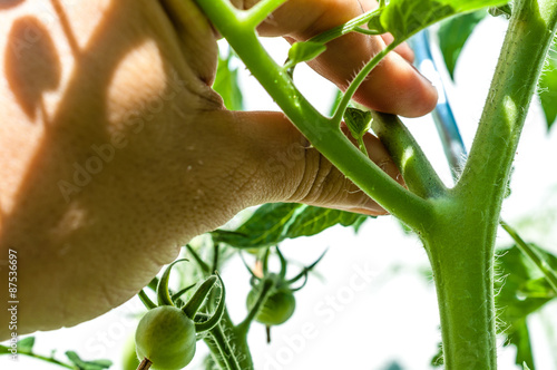 Tomatenstrauch ausgeizen