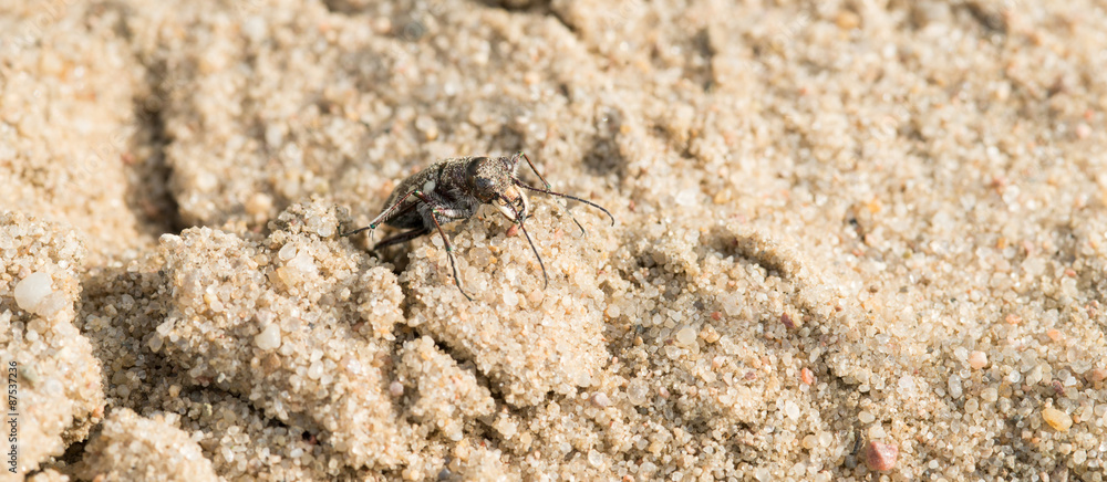 Dünen-Sandlaufkäfer (Cicindela hybrida) auf Sand, Lüneburg, Lüneburger Heide, Niedersachsen, Deutschland Dünen-Sandlaufkäfer (Cicindela hybrida) auf Sand, Lüneburg, Lüneburger Heide, Niedersachsen, Deutschland