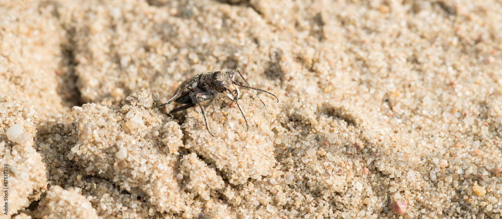 Dünen-Sandlaufkäfer (Cicindela hybrida) auf Sand, Lüneburg, Lüneburger Heide, Niedersachsen, Deutschland