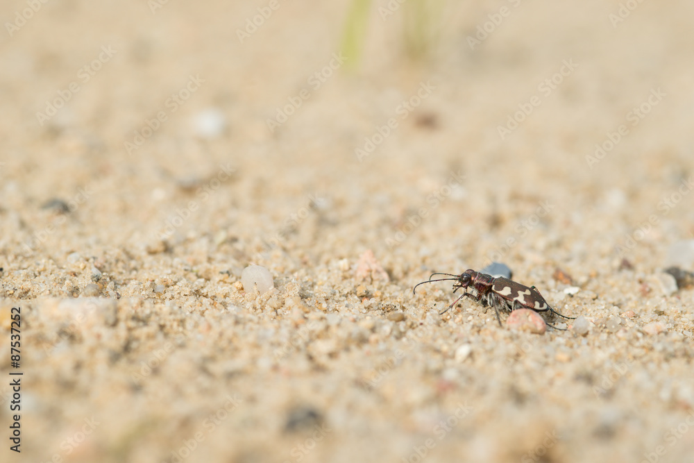 Dünen-Sandlaufkäfer (Cicindela hybrida) auf Sand, Lüneburg, Lüneburger Heide, Niedersachsen, Deutschland