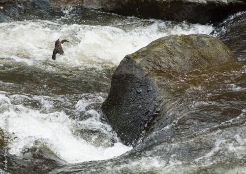 Wallpaper Mural Eurasische Wasseramsel (Cinclus cinclus aquaticus) mit Beute im Schnabel auf Landeanflug auf einen Stein im Bergbach Bode, Bodetal, Thale, Harz, Sachsen-Anhalt, Deutschland Torontodigital.ca