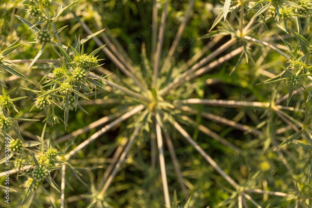 Tumbleweed close-up Tumbleweed close-up