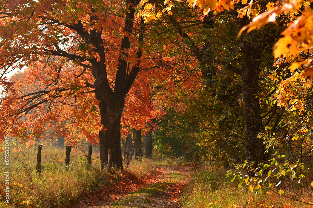 Sunny Autumn country scene